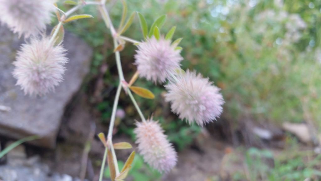 Trifolium arvense (Fabaceae)